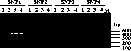 Method for identifying soybean male sterile cytoplasm through SNP marks of chloroplast DNA