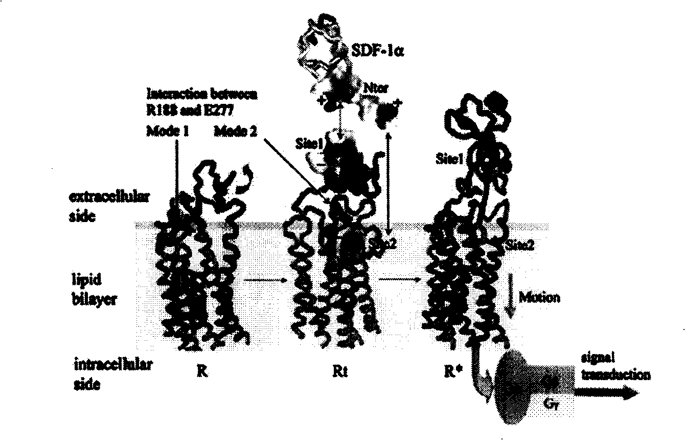 Screening for CXCR4 receptor antagonism polypeptides for treating breast carcinoma and its uses