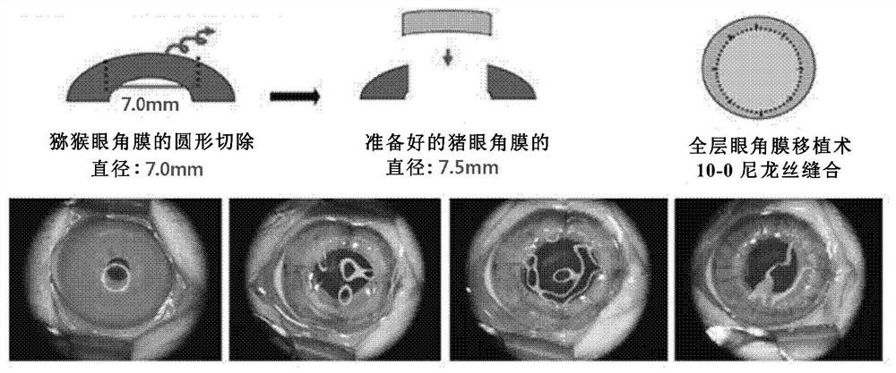 Combined immunosuppressive method of anti-CD20 monoclonal antibody and tacrolimus in corneal xenotransplantation