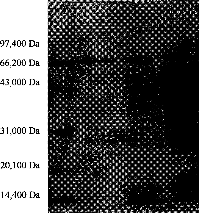 Trehalose synthetase as well as encoding genes and application thereof