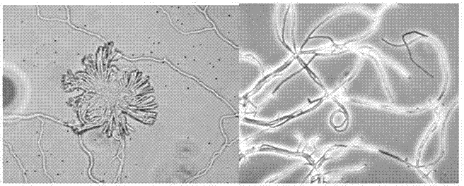 Streptomyces murinus and application thereof