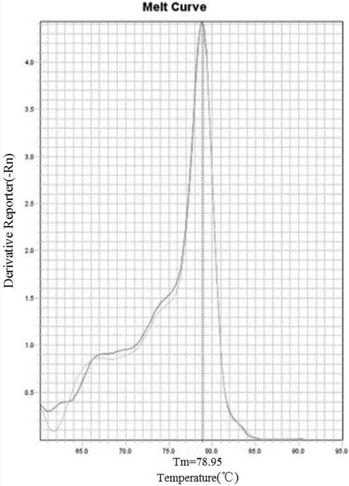 Highly sensitive and specific fluorescent quantitative PCR (Polymerase Chain Reaction) detection system and detection method for HBV (Hepatitis B Virus) pgRNA (pregenome Ribonucleic Acid) in blood