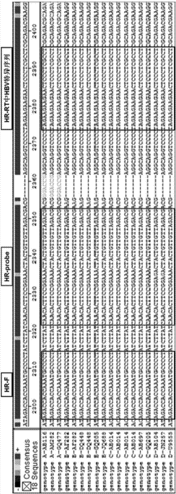 Highly sensitive and specific fluorescent quantitative PCR (Polymerase Chain Reaction) detection system and detection method for HBV (Hepatitis B Virus) pgRNA (pregenome Ribonucleic Acid) in blood