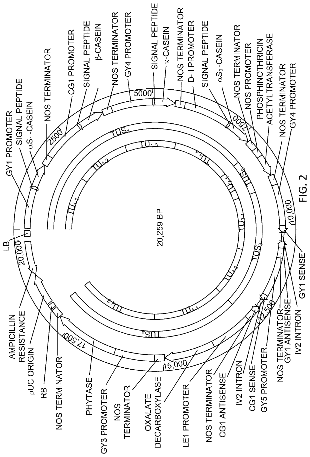 Recombinant micelle and method of in vivo assembly