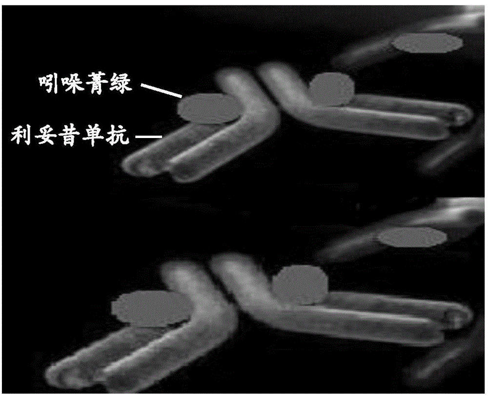 Application of indocyanine green-rituximab in preparation of breast cancer sentinel node tracer