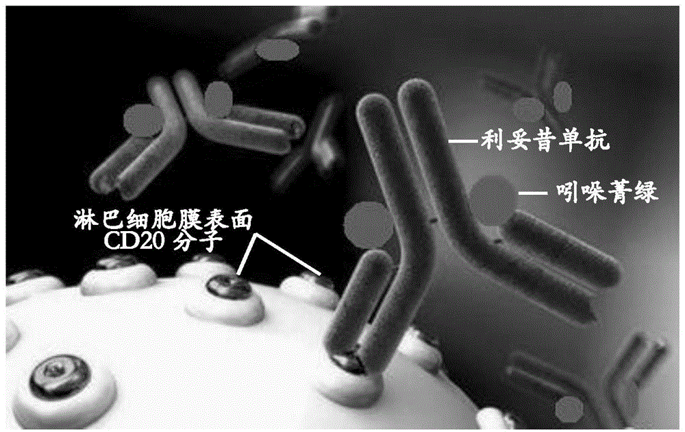 Application of indocyanine green-rituximab in preparation of breast cancer sentinel node tracer