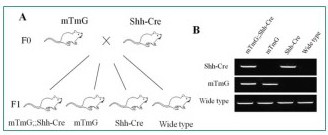 Economical, simple and convenient method for inducing lung organs and establishment of experimental model