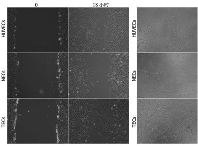 Targeting polypeptide SPSCVLP capable of inhibiting growth and transfer of liver cancer and application thereof