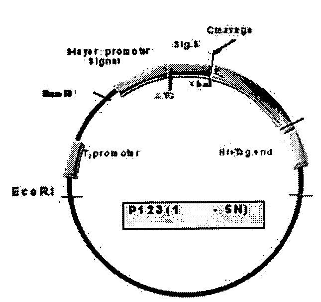 Probiotic microorganisms producing chimeric human growth hormone fused with Fc fragment of human IgG for oral delivery system and methods for producing them