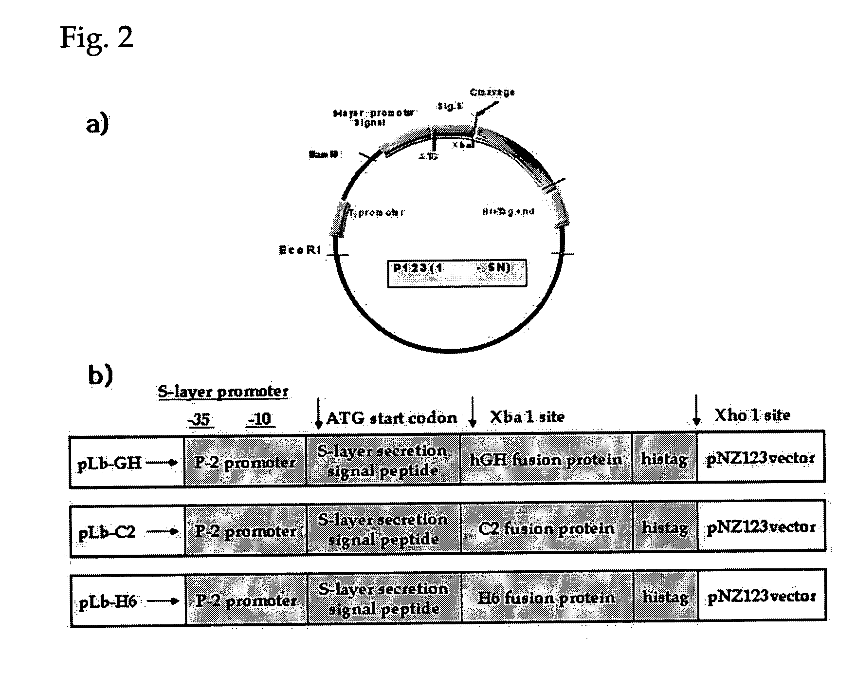 Probiotic microorganisms producing chimeric human growth hormone fused with Fc fragment of human IgG for oral delivery system and methods for producing them