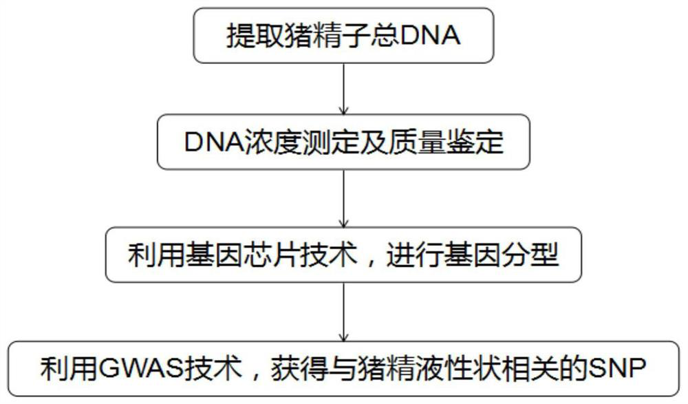 A molecular marker related to boar sperm motility and total sperm count and its application