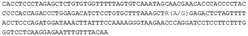 A molecular marker related to boar sperm motility and total sperm count and its application