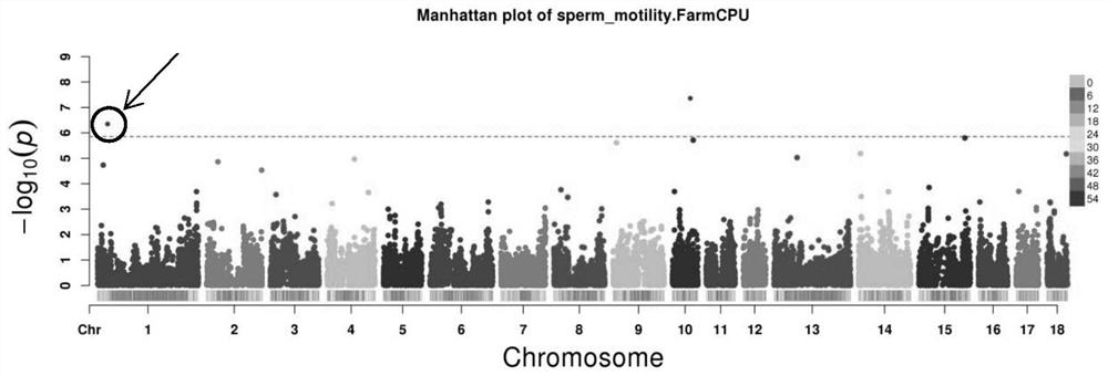 A molecular marker related to boar sperm motility and total sperm count and its application