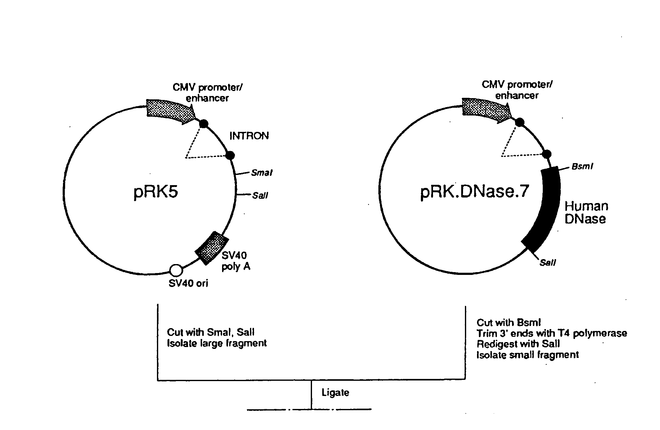 Anti-infective therapy