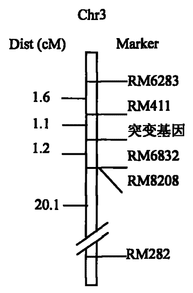 Plant chloroplast development associated protein, and coding gene and use thereof