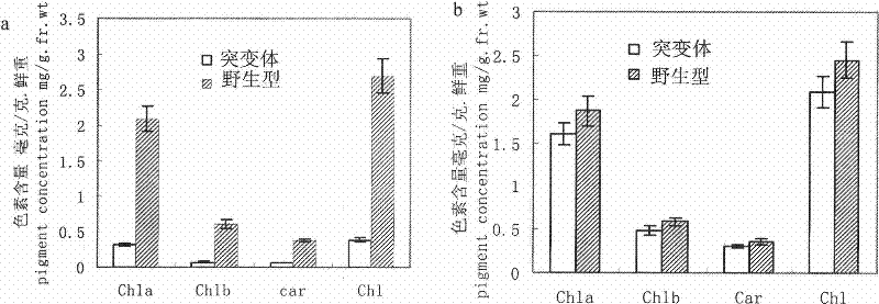 Plant chloroplast development associated protein, and coding gene and use thereof