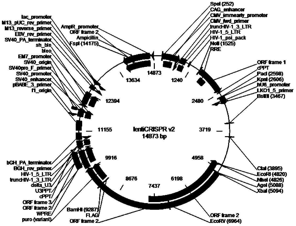 Method for knocking out pig FGL2 genes with CRISPR-Cas9 specificity and sgRNA for specificity targeting FGL2 genes