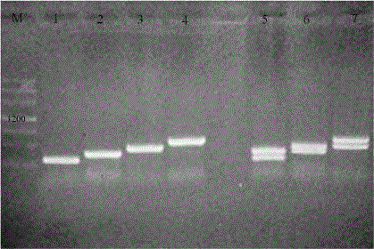 Kit and detecting method for quickly detecting mutiplex PCRs of five common pathogenic bacteria in disposable hygiene products