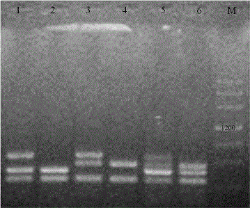 Kit and detecting method for quickly detecting mutiplex PCRs of five common pathogenic bacteria in disposable hygiene products