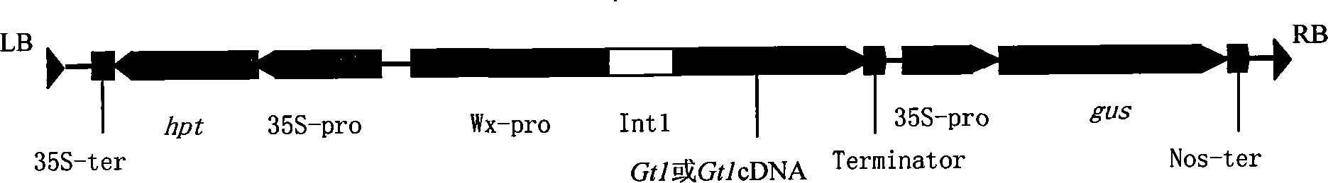 Expression vector changing distribution of rice storage protein as well as preparation and use thereof