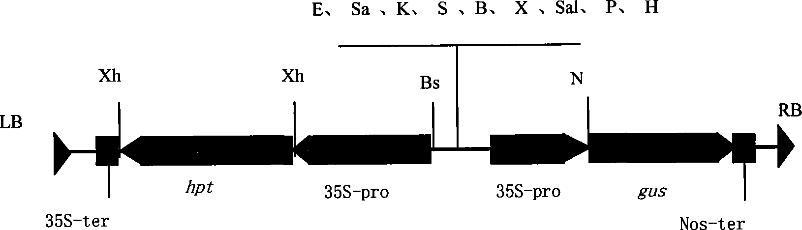 Expression vector changing distribution of rice storage protein as well as preparation and use thereof