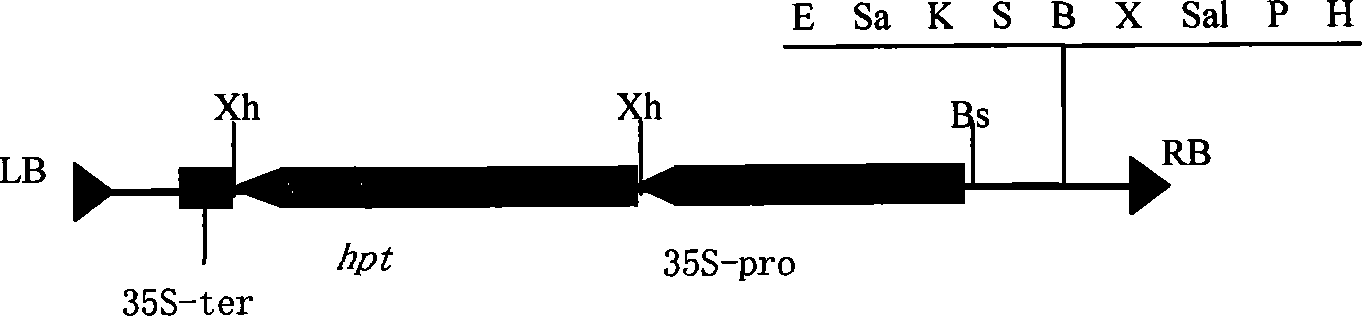 Expression vector changing distribution of rice storage protein as well as preparation and use thereof