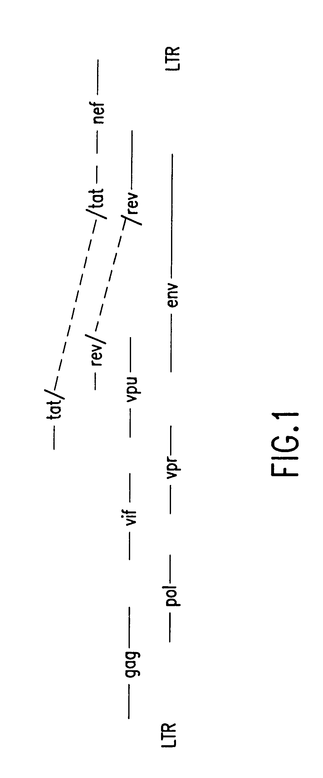 Coordinate in vivo gene expression