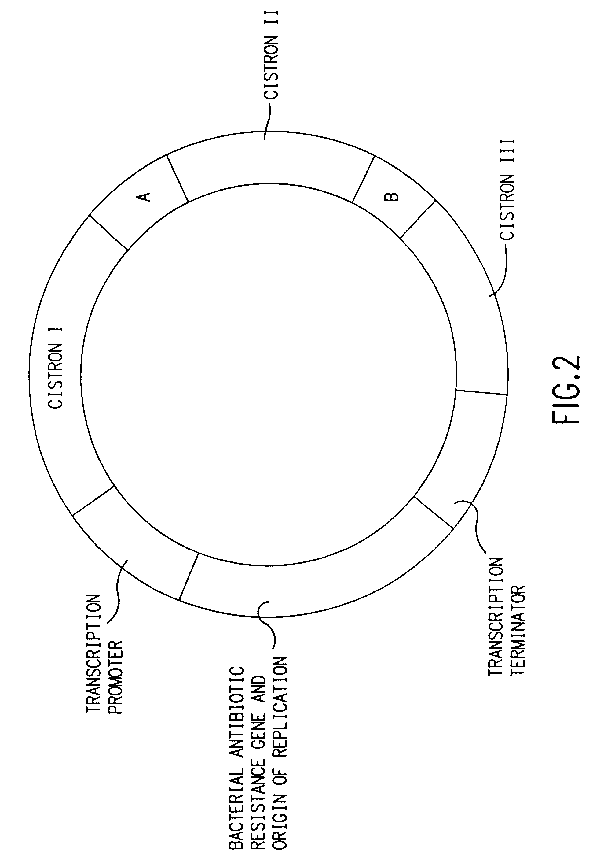 Coordinate in vivo gene expression