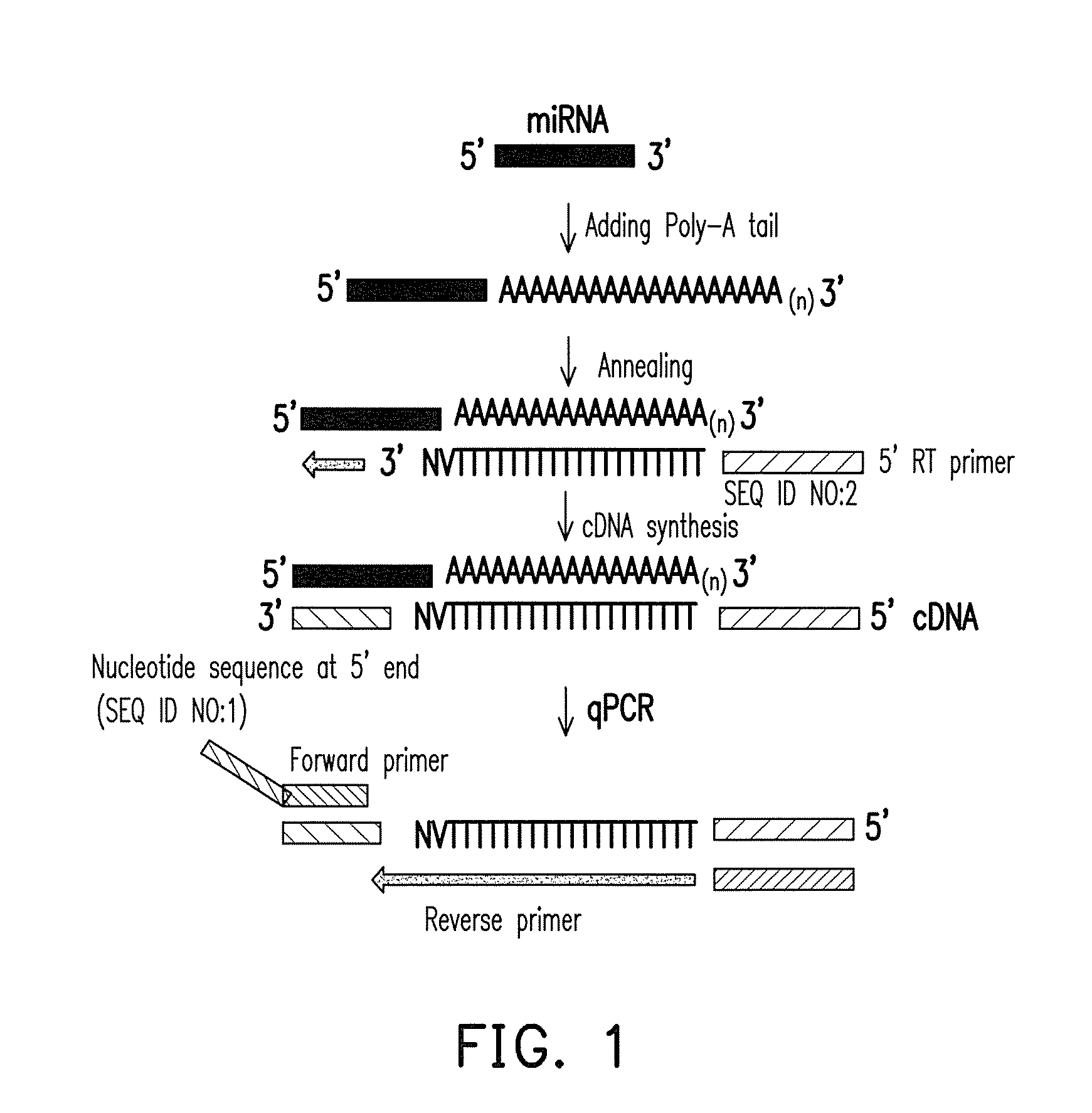 NUCLEOTIDE SEQUENCE, UNIVERSAL REVERSE PRIMER, UNIVERSAL RT PRIMER, METHOD FOR DESIGNING PRIMER AND miRNA DETECTION METHOD