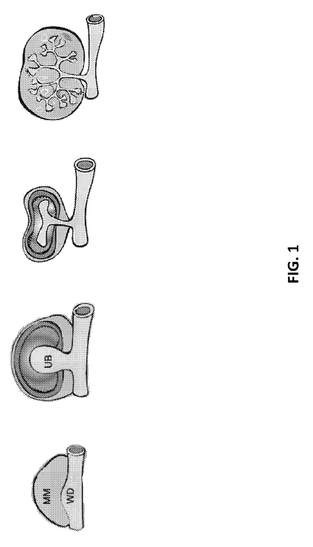 Method and apparatus for in vitro kidney organogenesis