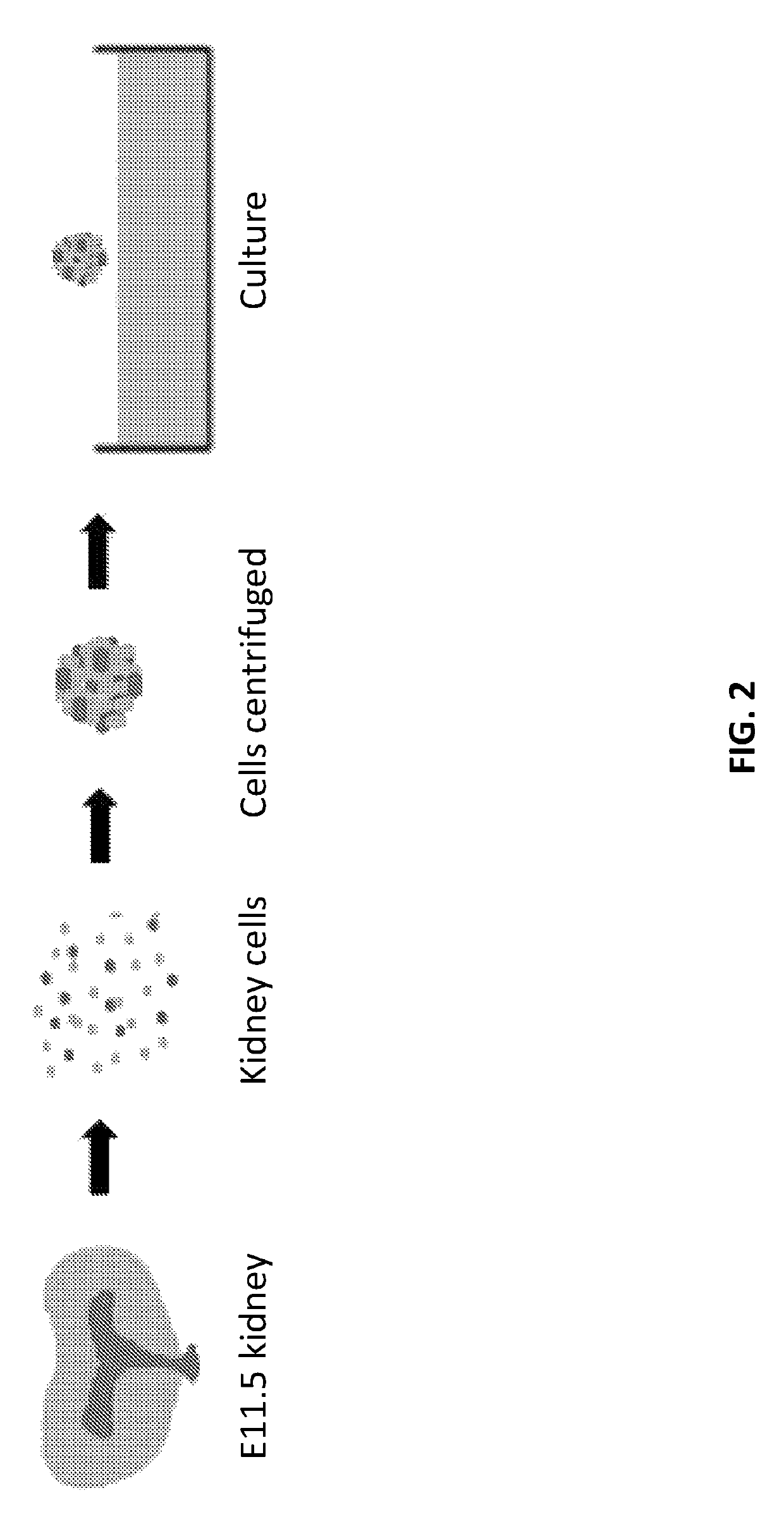 Method and apparatus for in vitro kidney organogenesis