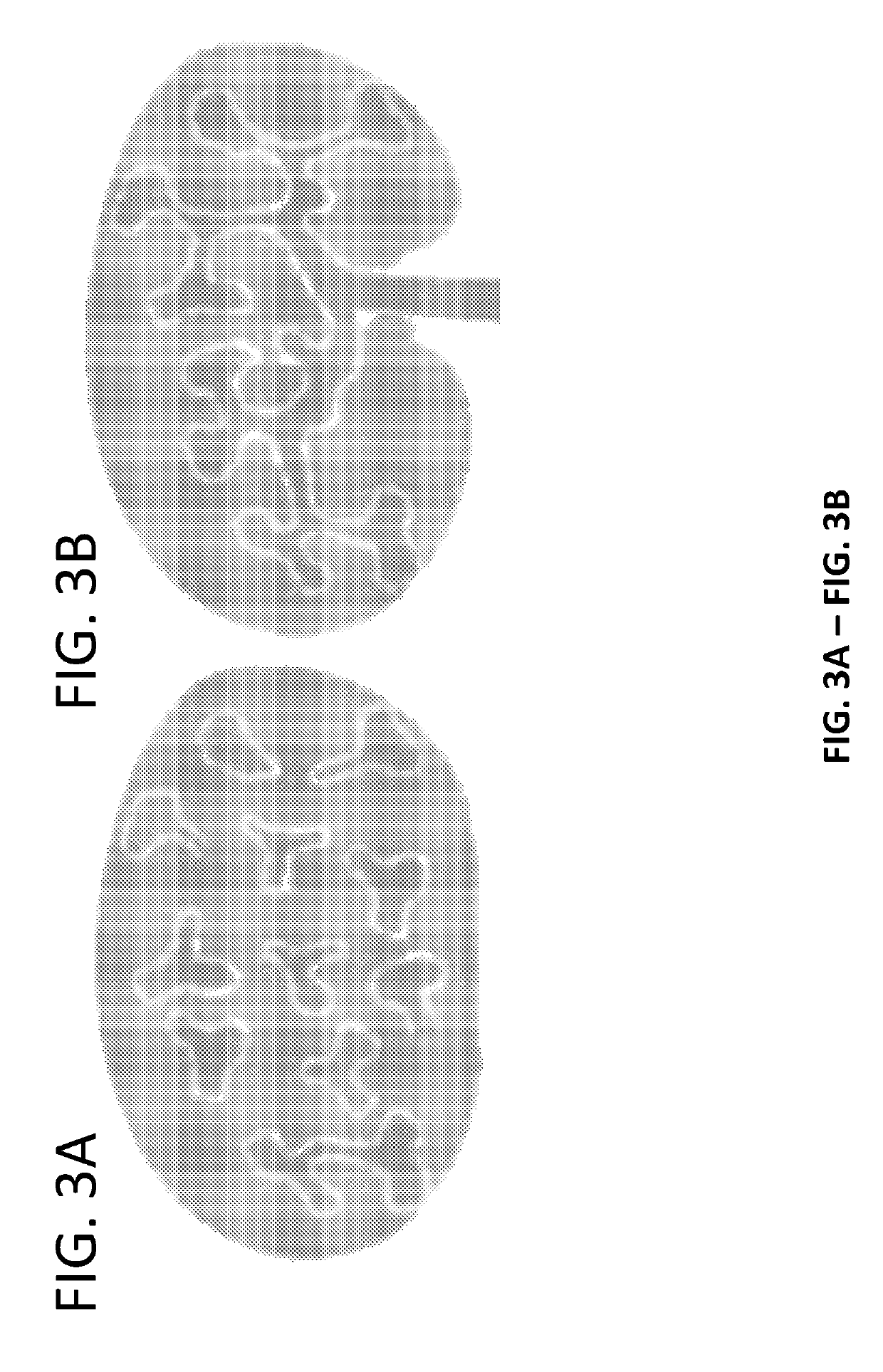 Method and apparatus for in vitro kidney organogenesis