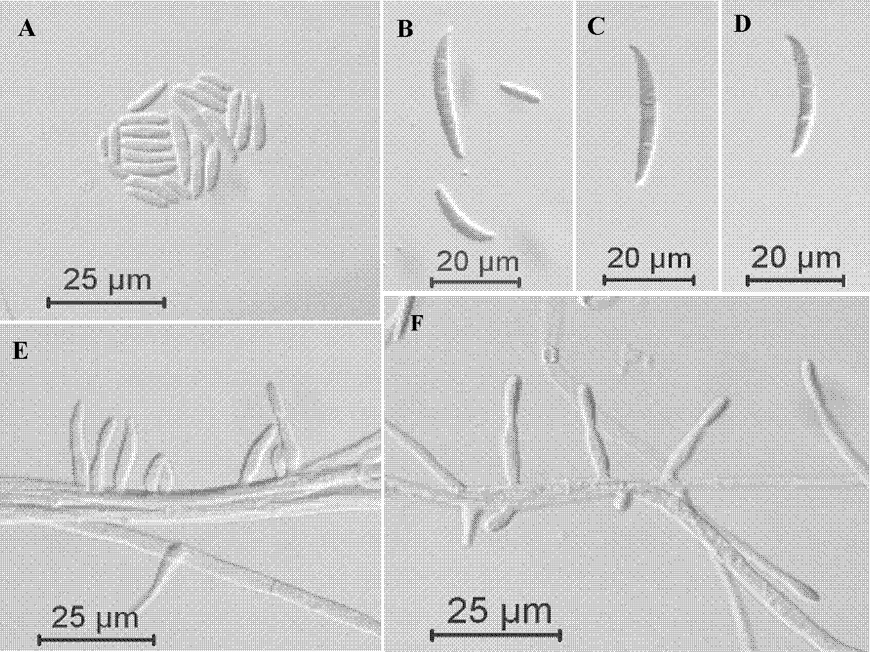 Fusarium oxysporum extract and application thereof