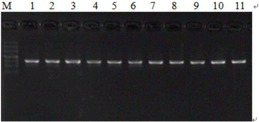 Method for screening DNA bar code universal sequences of seven major forage grass varieties of gramineous family