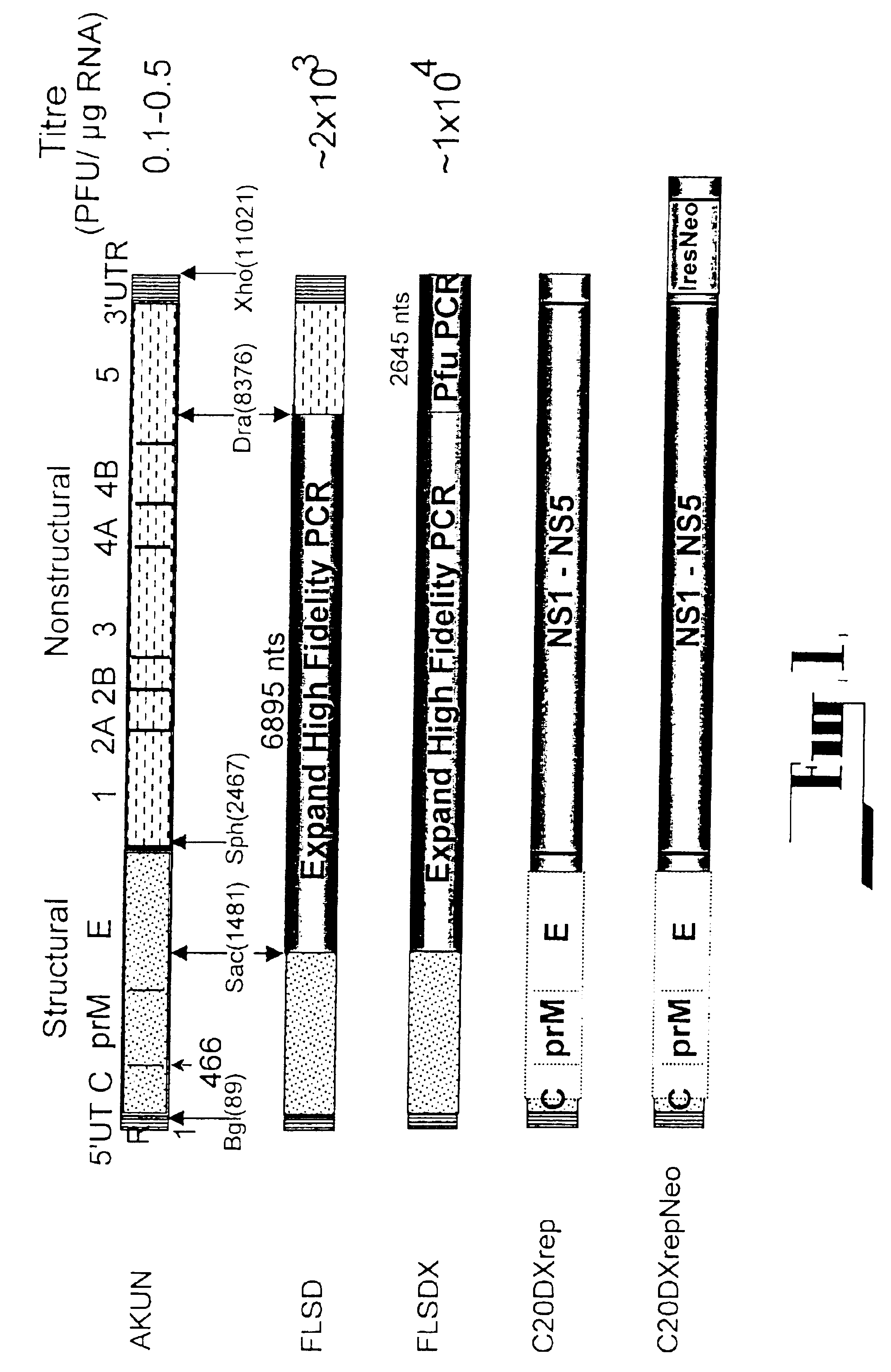 Flavivirus expression and delivery system