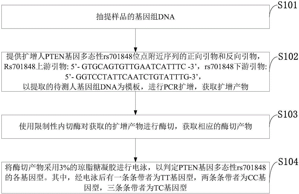 Method for detecting esophagus cancer susceptibility gene PTEN polymorphism with Hae III