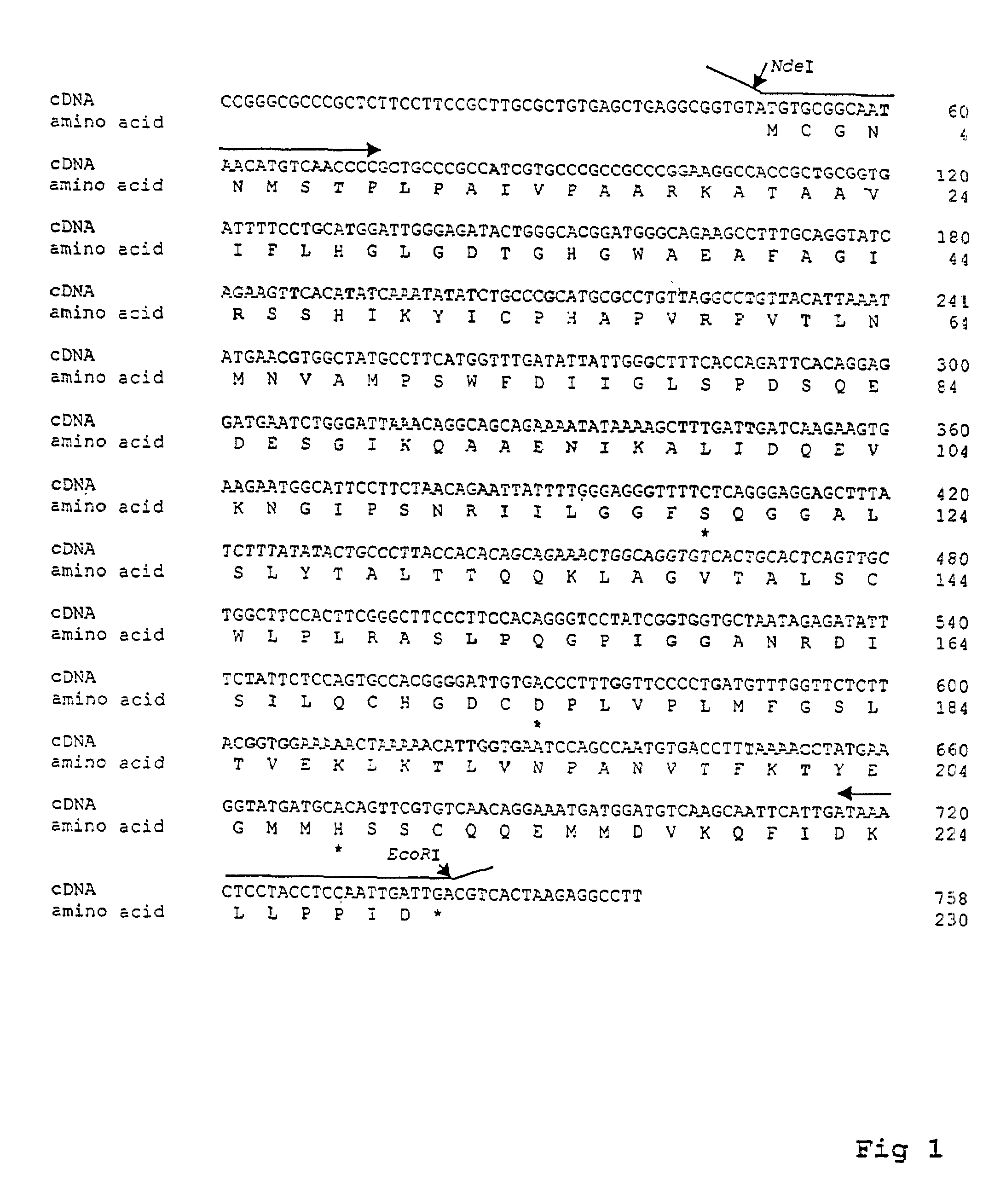 Cloned human lysophospholipase