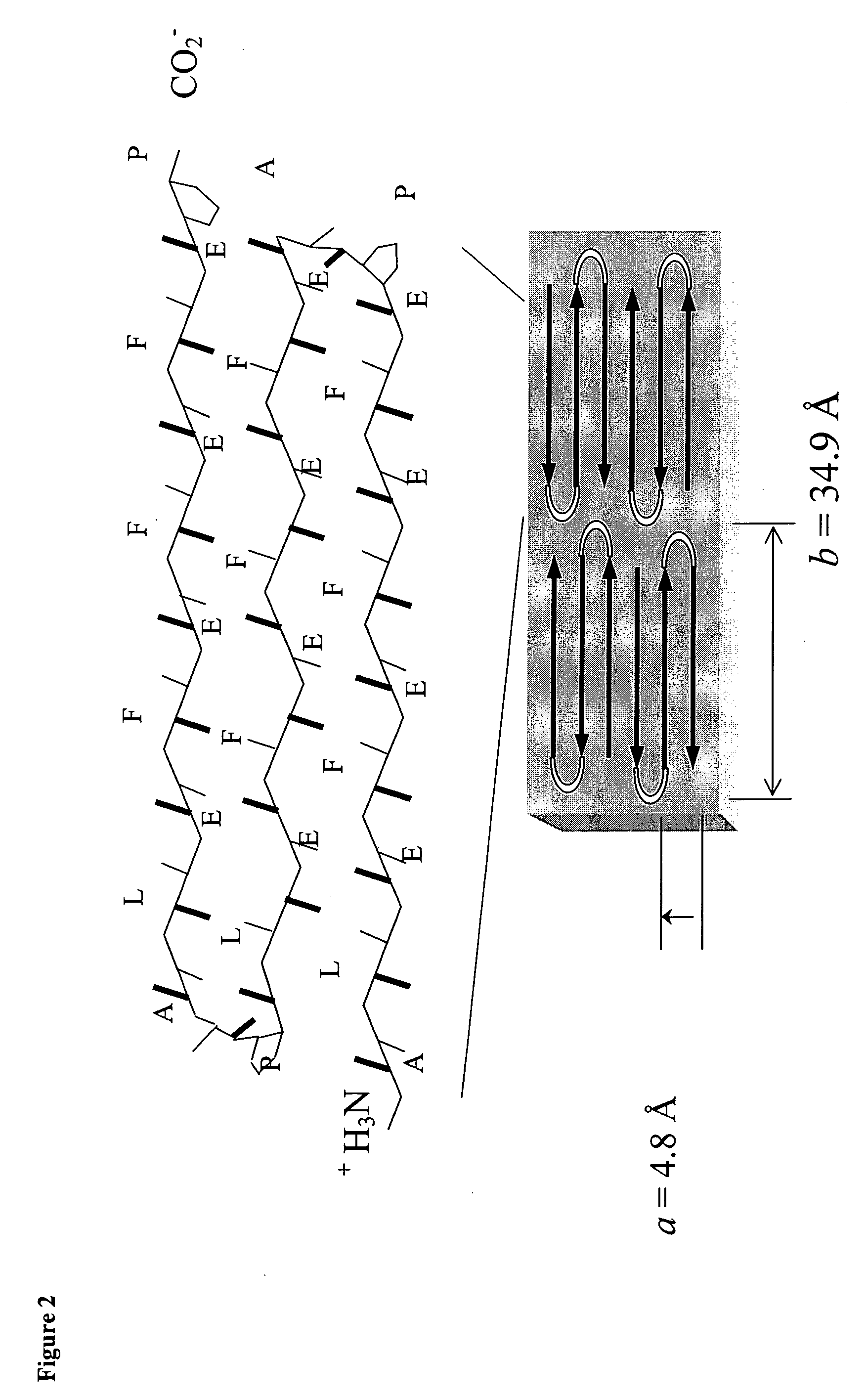 Amphiphilic peptides and hydrogel matrices thereof for bone repair