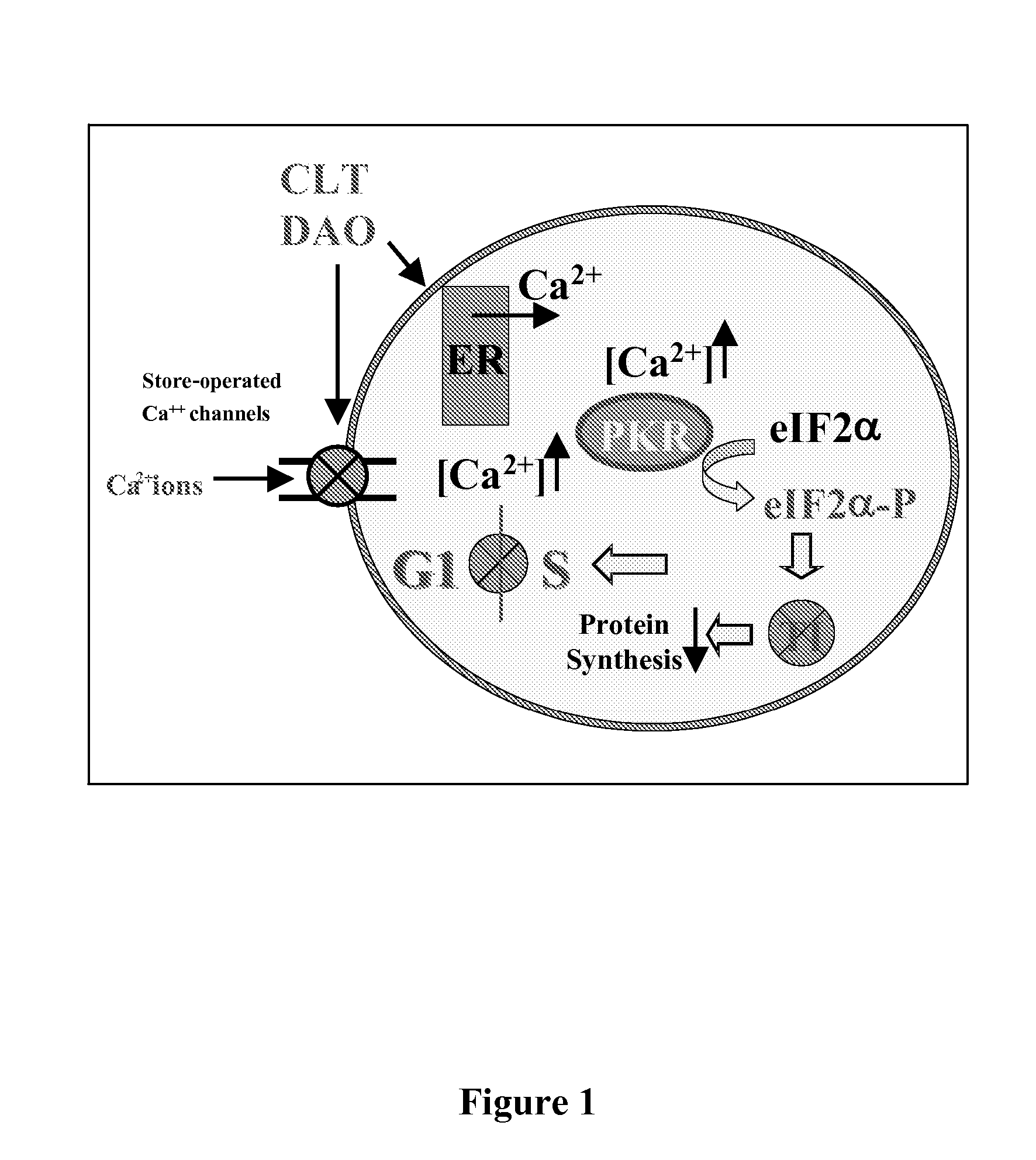 3-3-di-substituted-oxindoles as inhibitors of translation initiation