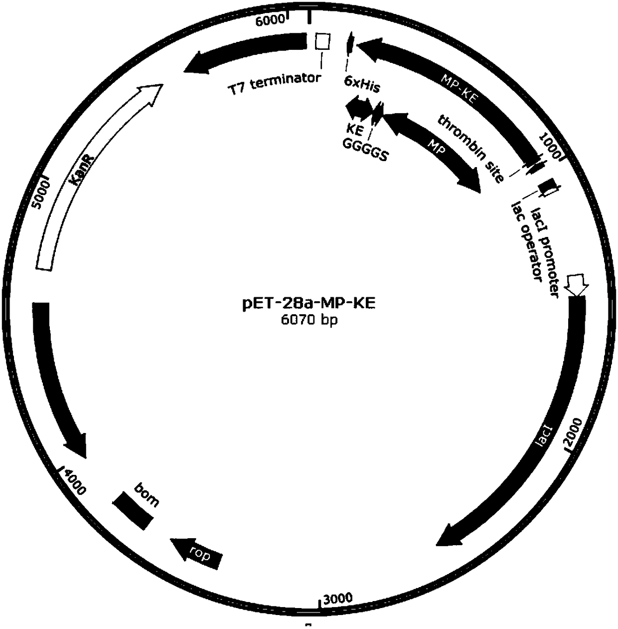 Mussel attachment protein/amphoteric ion polypeptide fusion protein with attachment-anti-staining dual functions and synthesis method