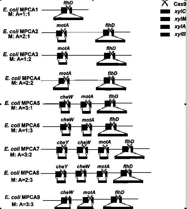 Recombinant escherichia coli for producing 5-methylpyrazine-2-carboxylic acid