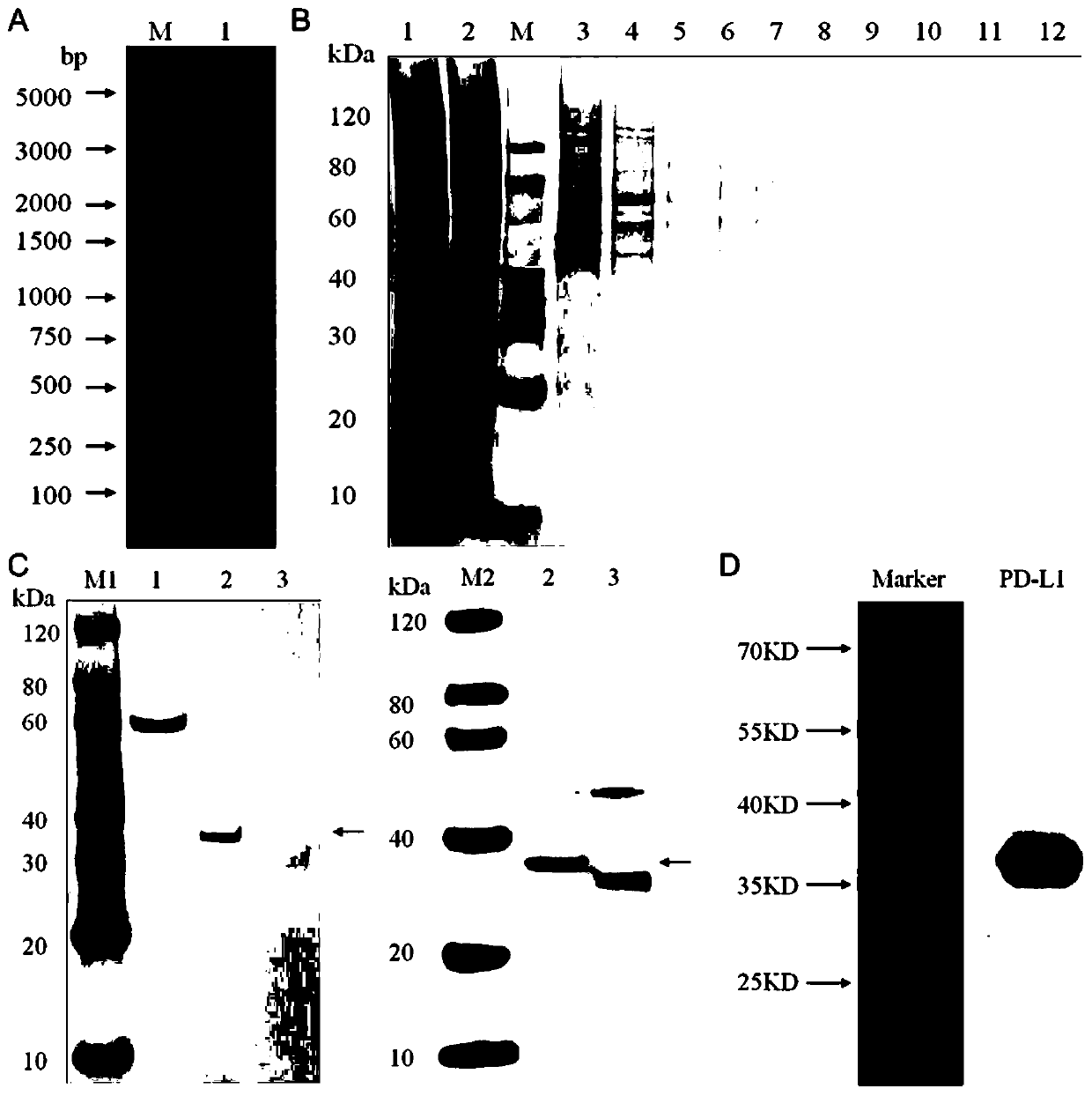 Fusion protein and preparation method and application thereof