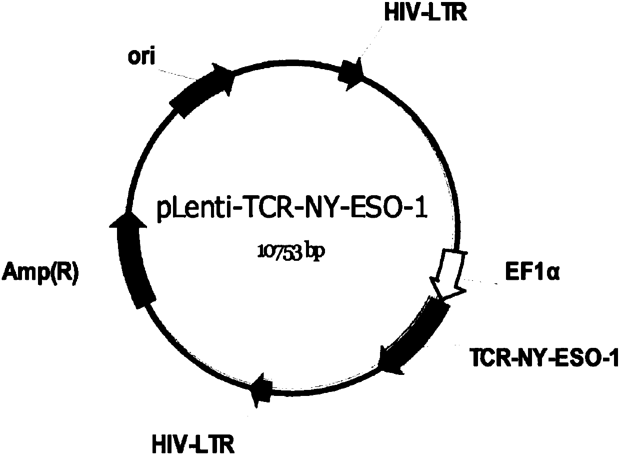 TCR knockout T cell receptor gene-modified T cell targeting NY-ESO-1, preparation method and application thereof