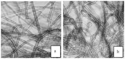 Bacillus atrophaeus with boxthorn leaf blight preventing effect, biological bactericide and application thereof