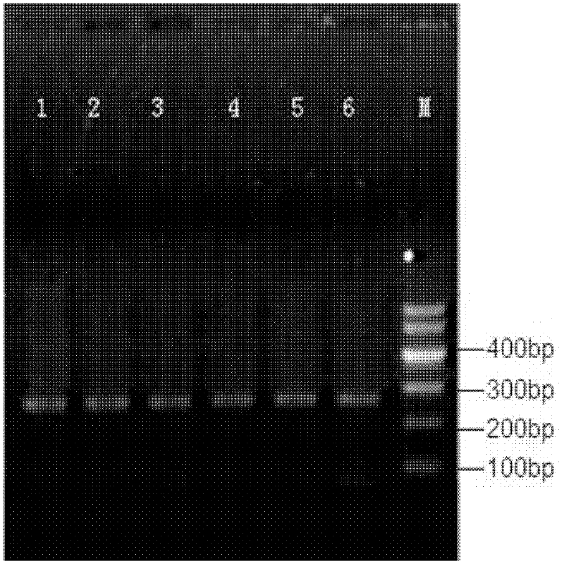 In-situ hybridization detection kit and method thereof for human papilloma virus