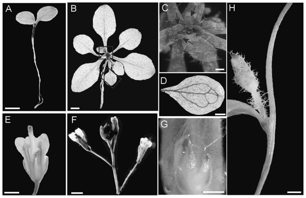 Gene GhD14 capable of regulating and controlling development of plant stems and lateral branches and application of gene GhD14