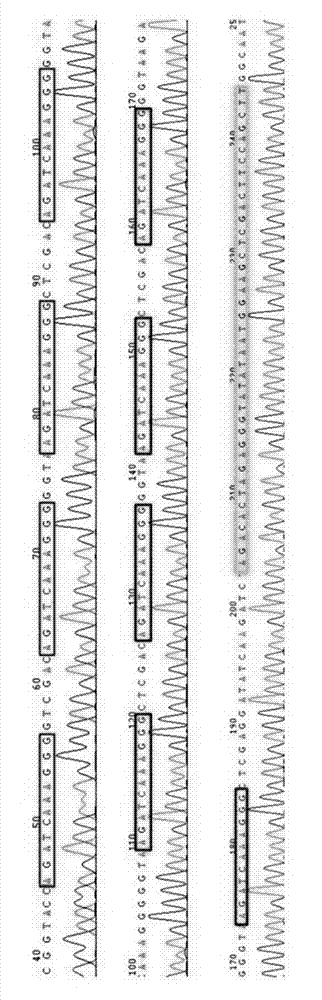 Wnt-targeted drug screening cell model, its construction and application