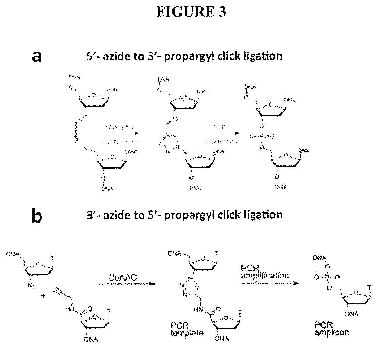 Genome-wide mapping of dna-dna proximities in the nucleus