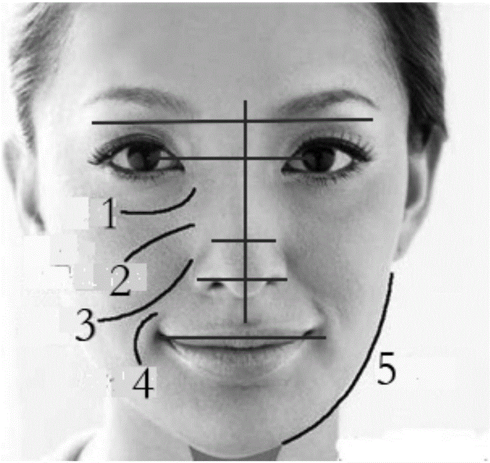 Image automatic screening, query and identification system