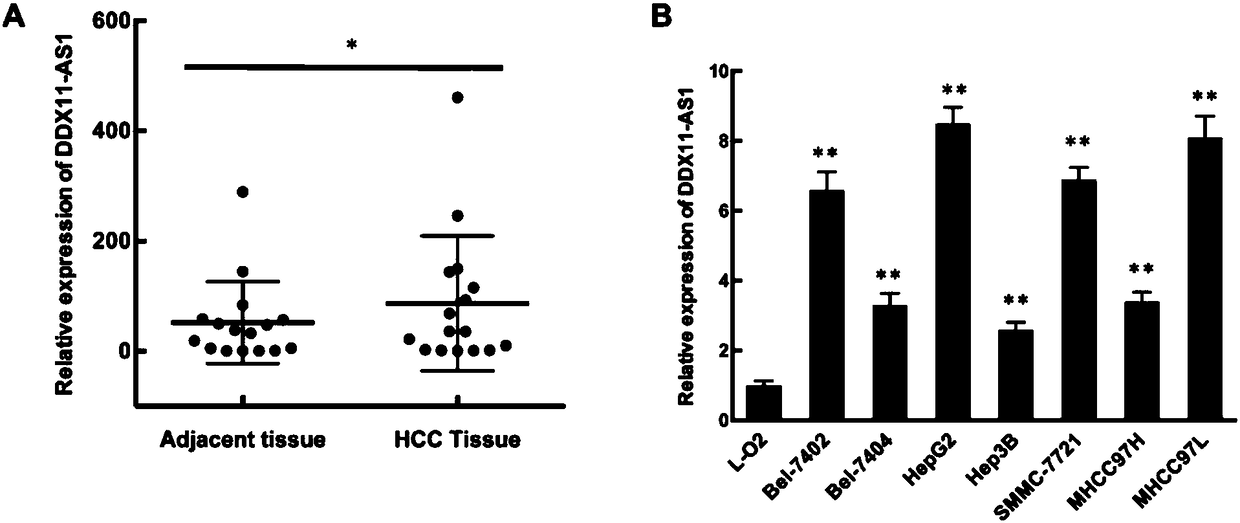 siRNA of targeted long-chain noncoding RNA DDX11-AS1 and applications thereof in liver cancer treatment